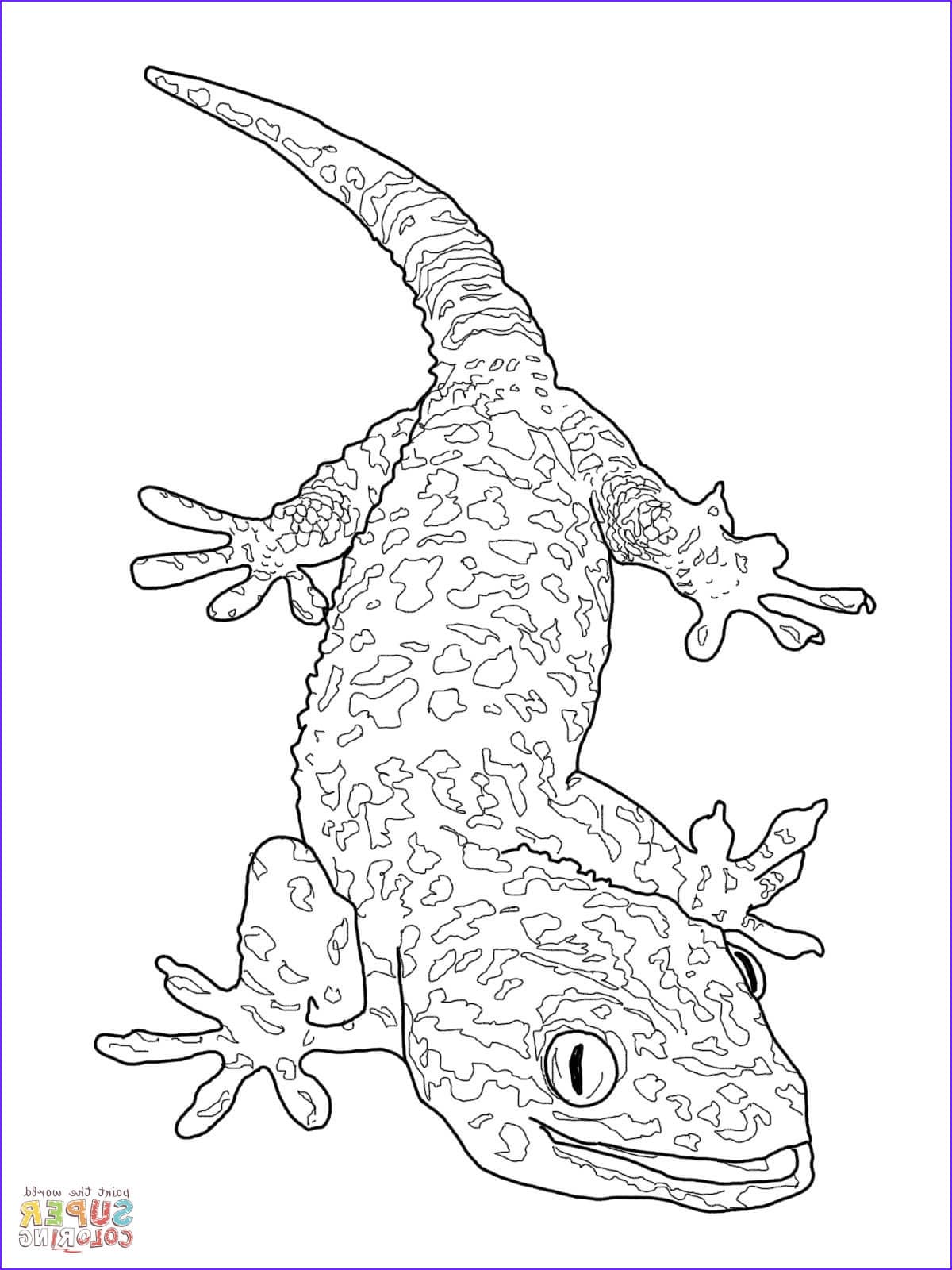 Fresh Gecko Coloring Coloring Page