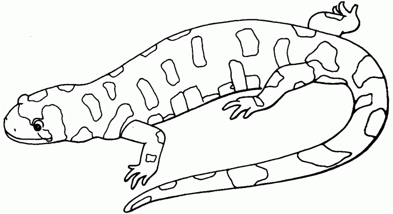 Gecko Coloring To Print Coloring Page