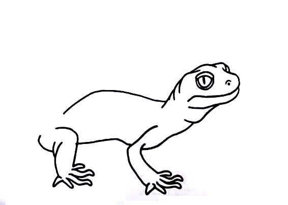 Gecko-Drawing-4