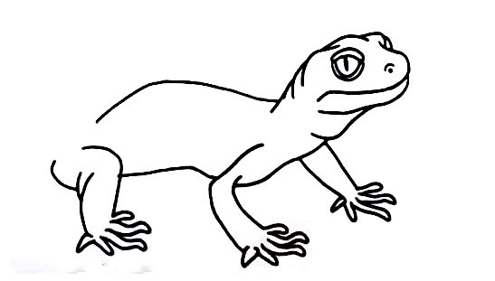 Gecko-Drawing-5