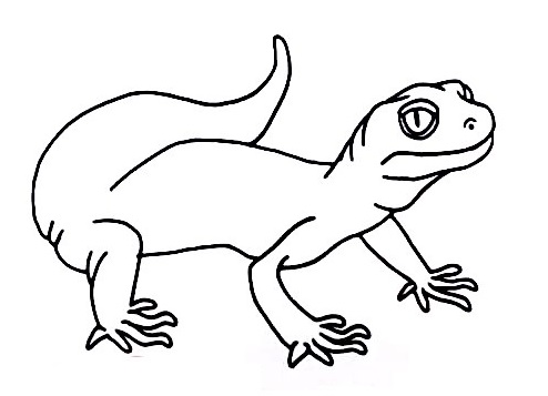 Gecko-Drawing-6