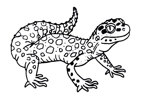 Gecko-Drawing-7