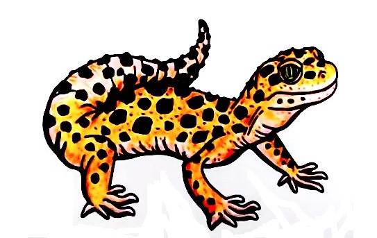 Gecko-Drawing-8