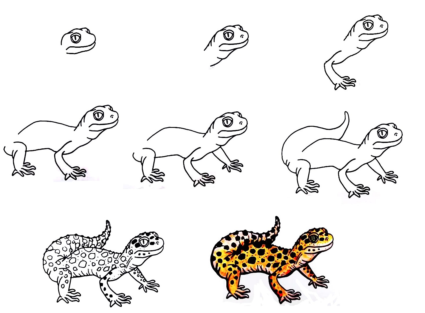 Gecko-Drawing