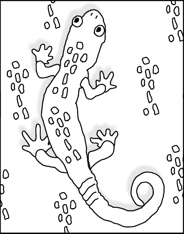 Gecko Free Printable Coloring Page