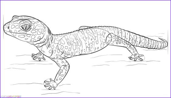 Gecko Lizard For Children Coloring Page