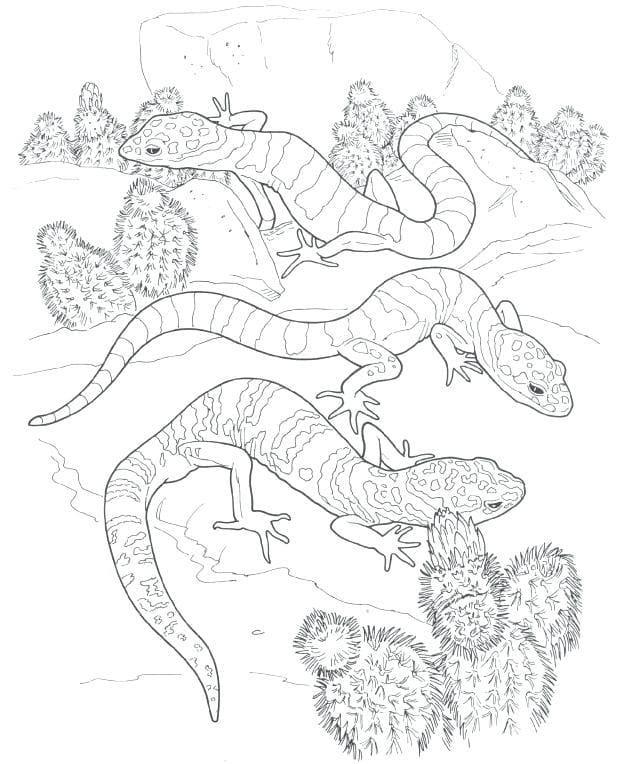 Gecko Lizards Coloring Coloring Page