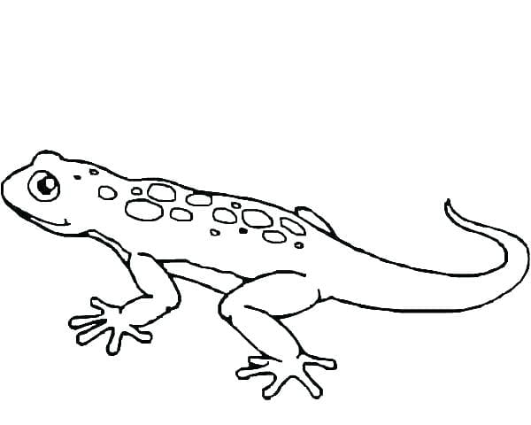 Gecko Printable Coloring Page Coloring Page