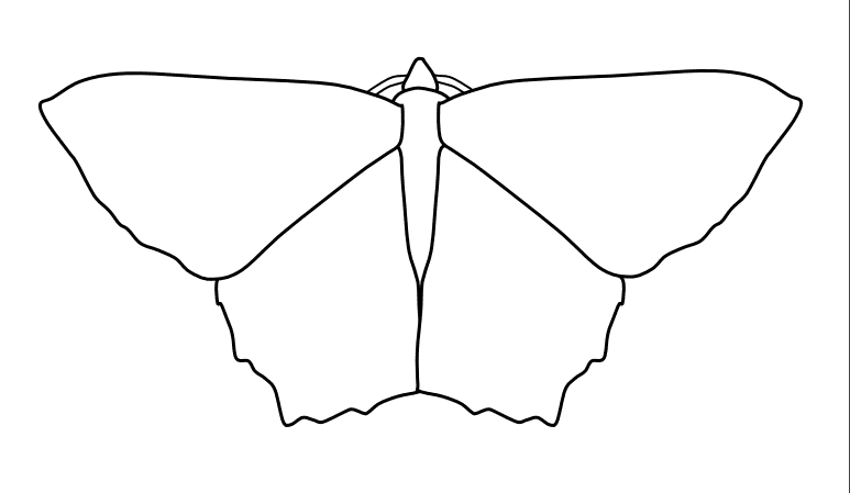 Geometrid Moth To Print Coloring Page