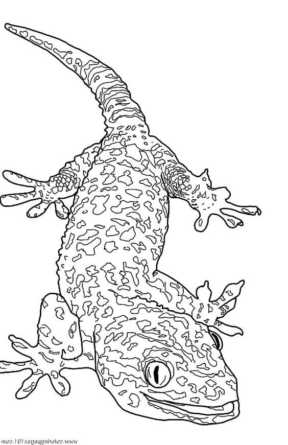Giant Gecko Lizard Free Coloring Page