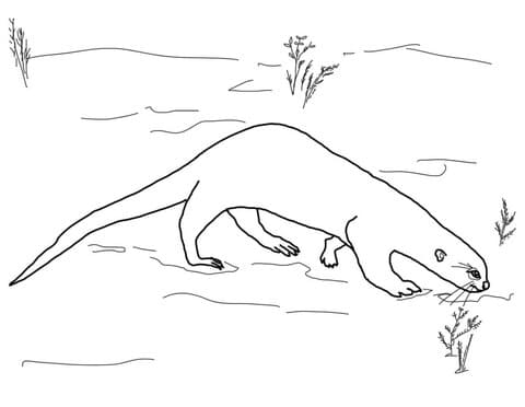 Giant Otter Printable Coloring Page