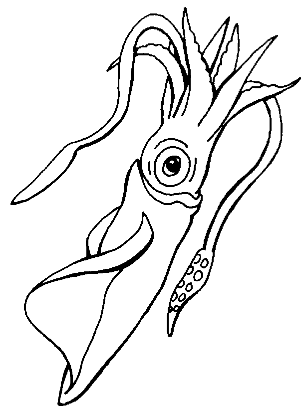 Good Looking Squid To Print Coloring Page