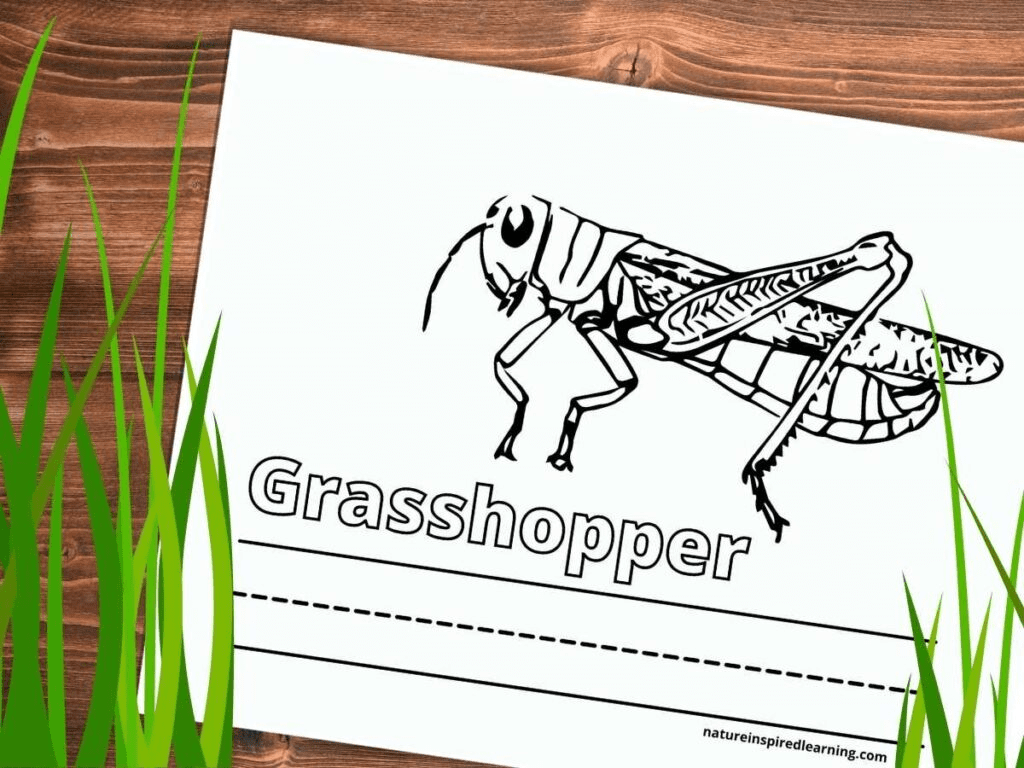Grasshopper Free Image