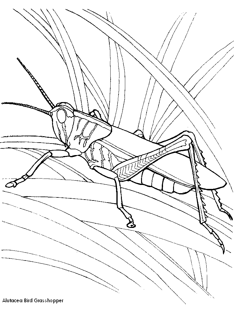 Grasshopper Image Free Printable