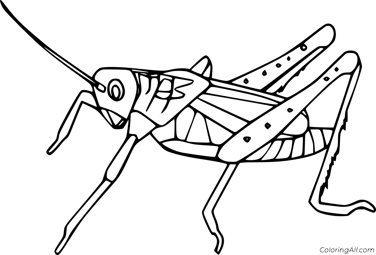 Grasshopper Jumping Coloring