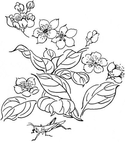 Grasshopper On Flower Coloring Page
