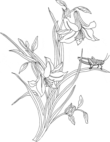 Grasshopper On The Plant Free Coloring Page