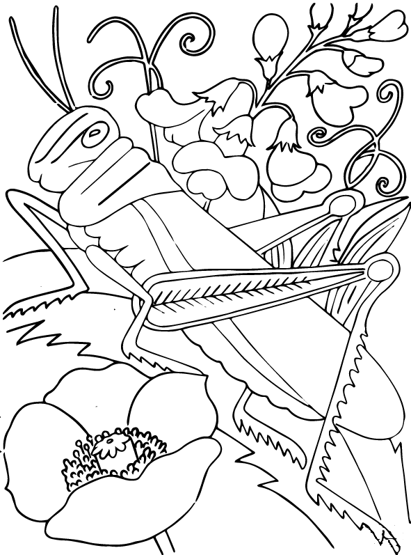 Grasshopper Picture Free Printable Coloring Page