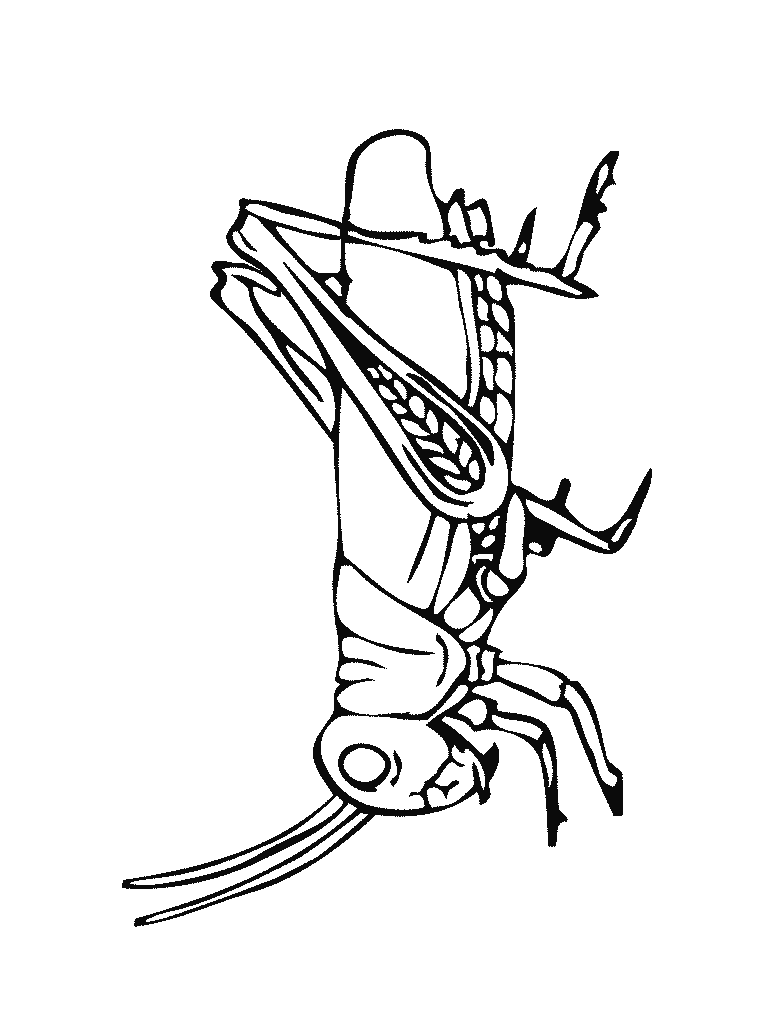 Grasshopper Picture Coloring Page