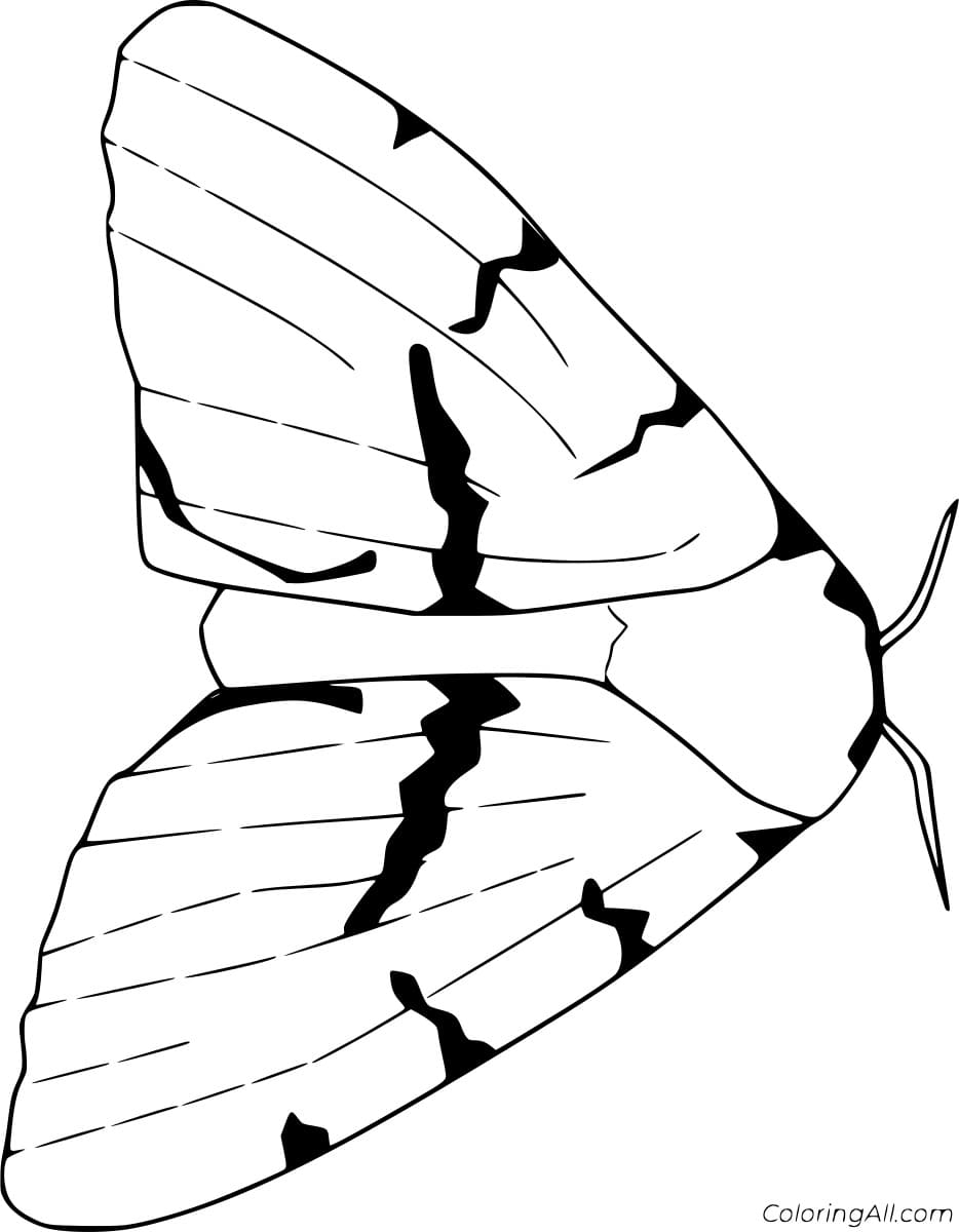 Gypsy Moth Printable Image Coloring Page