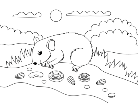 Hamster Coloring Free Printable Coloring Page