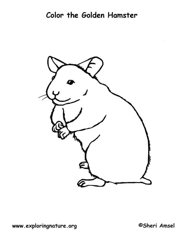 Hamster Free Picture For Children Coloring Page
