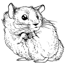 Hamster Free Picture Coloring Page