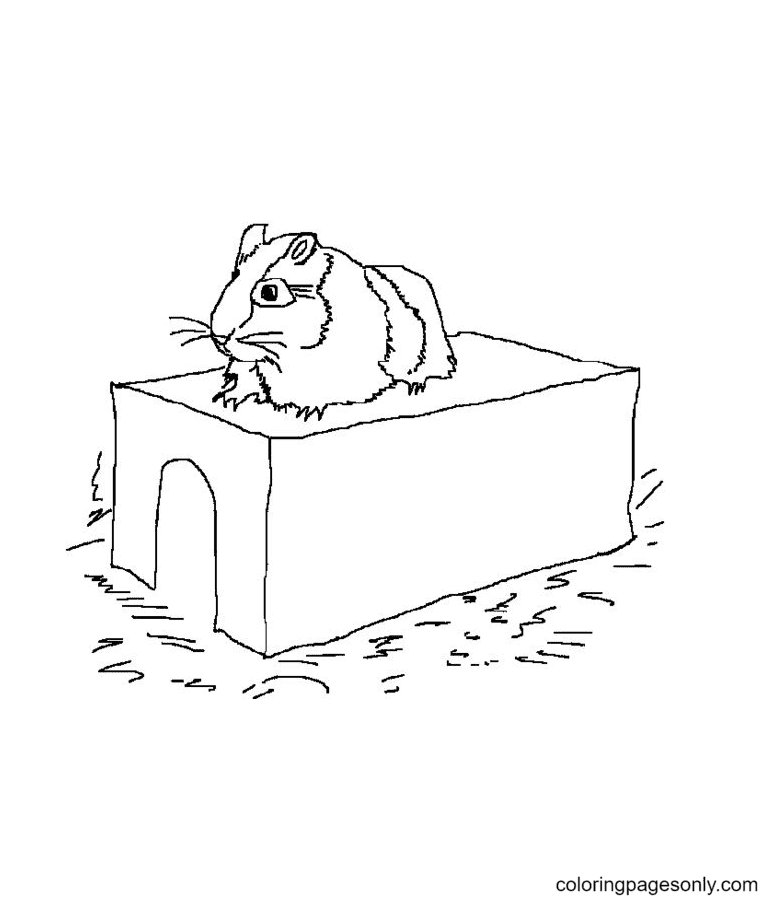 Hamster on its Limps Free Printable Coloring Page
