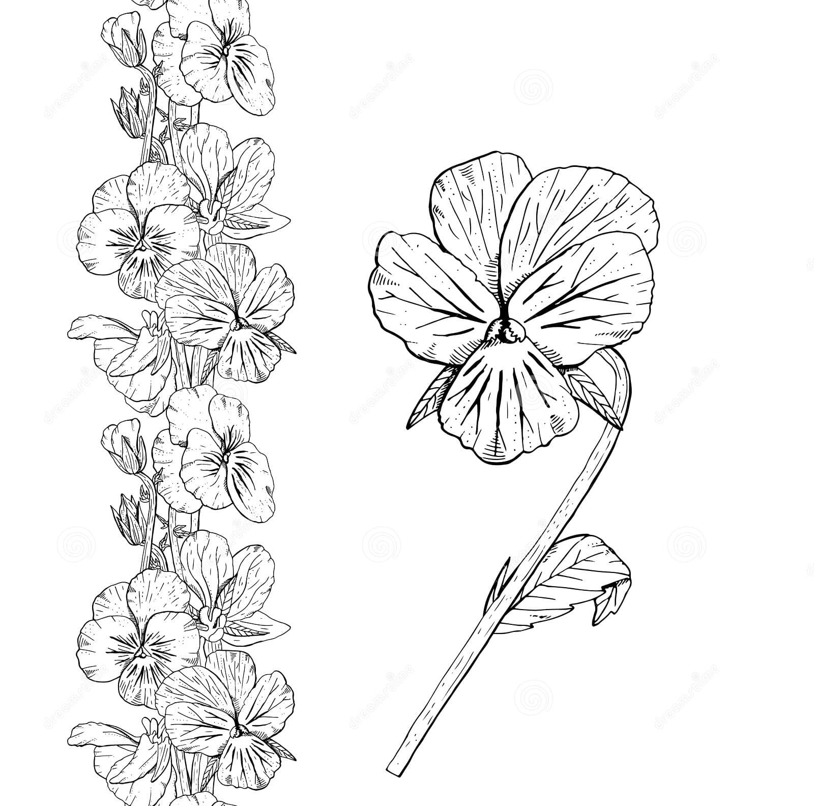 Hand Drawn Monochrome Pansy Flowers Seamless Brush Coloring Page