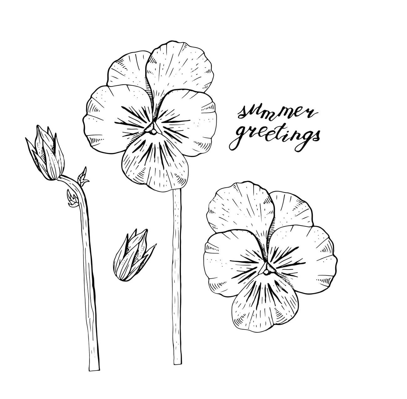 Hand Drawn Monochrome Pansy Flowers clipart Free Coloring Page