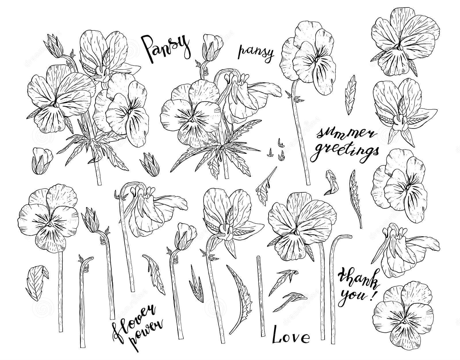 Hand Drawn Monochrome Pansy Flowers Clipart