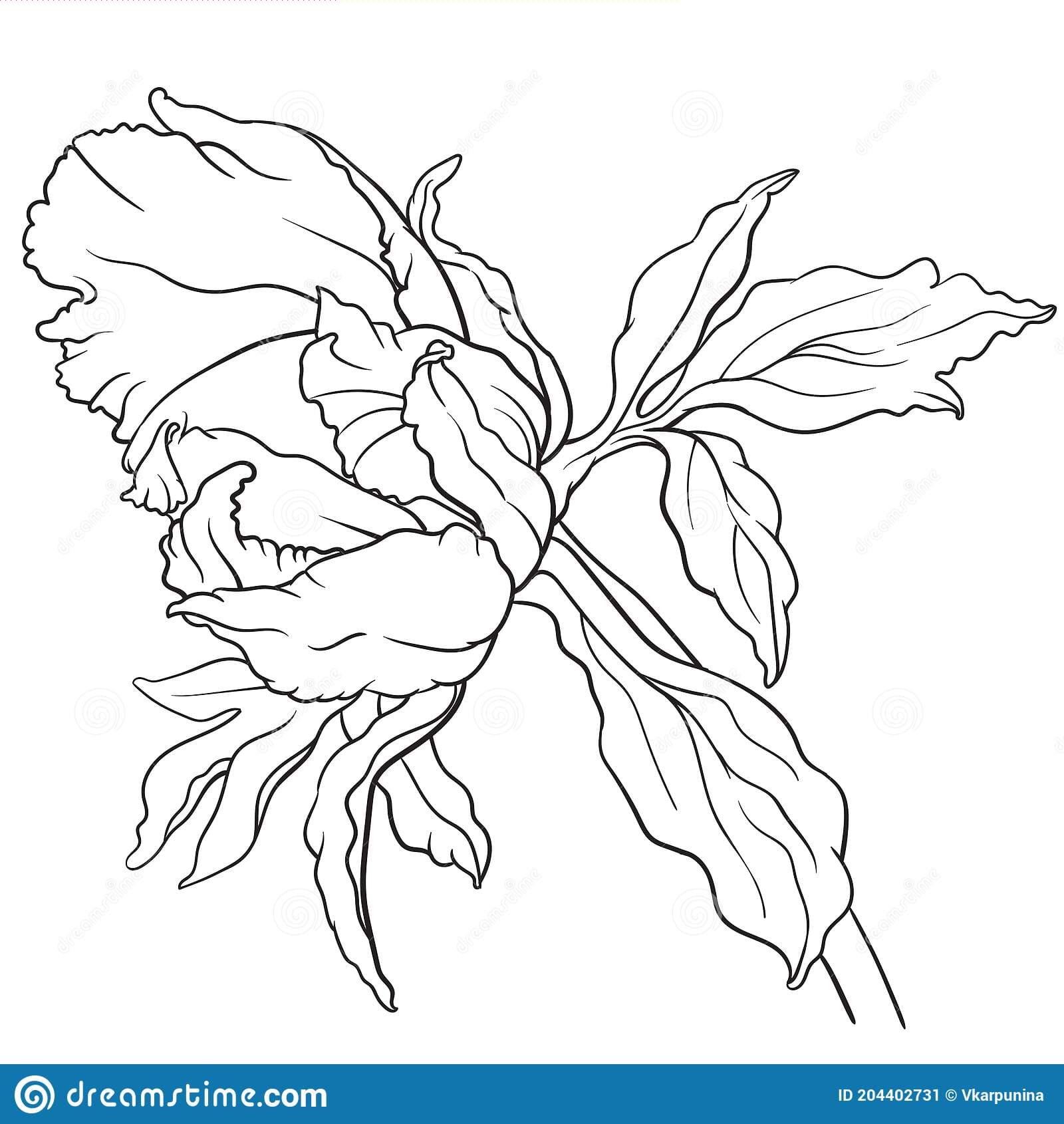 Hand Drawn Vector Of Peony Flower Image
