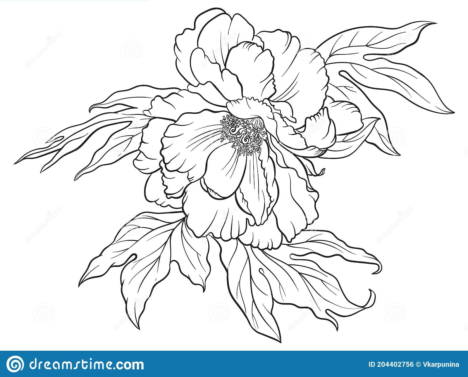 Hand Drawn Vector Of Peony Flower Isolated On White Coloring Page