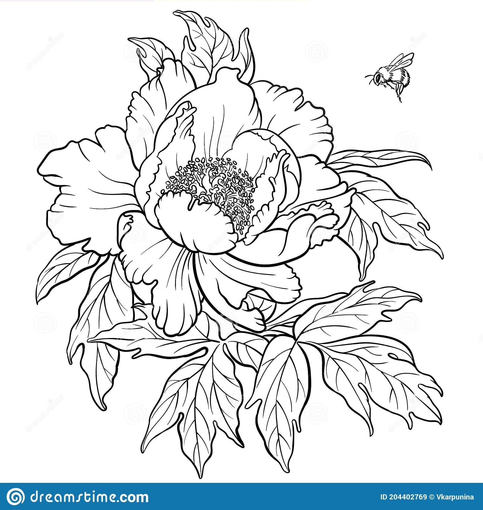 Hand Drawn Vector Of Peony Flower With Bumblebee Coloring Page