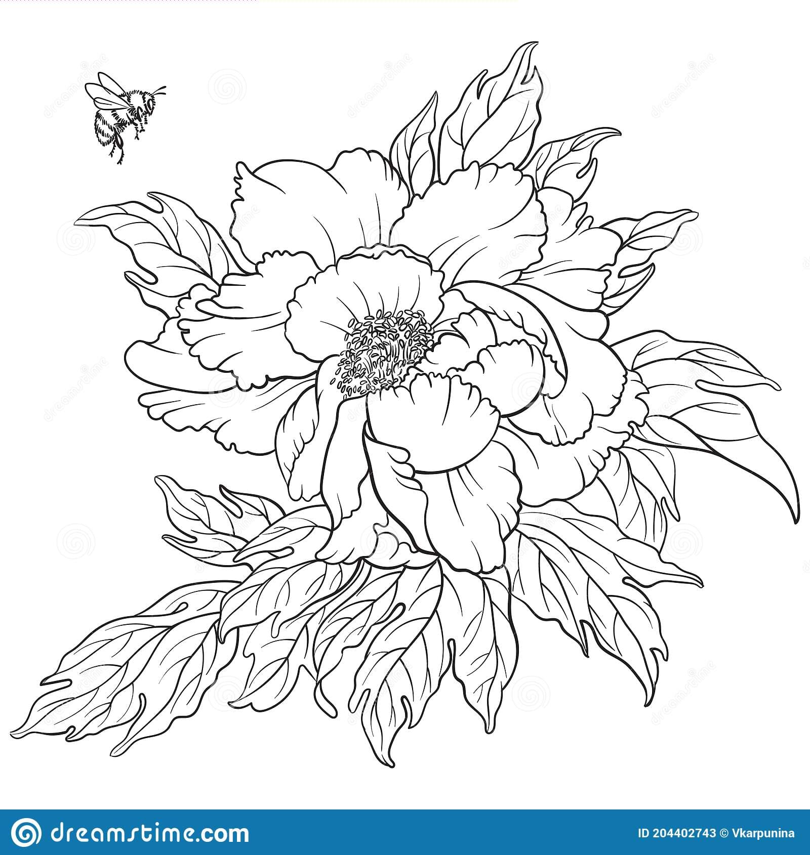 Hand Drawn Vector Of Peony Flower Coloring Page