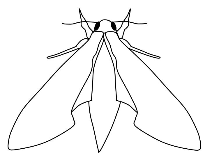 Hawk Moth Coloring Page