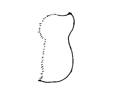 Hedgehog-Drawing-1