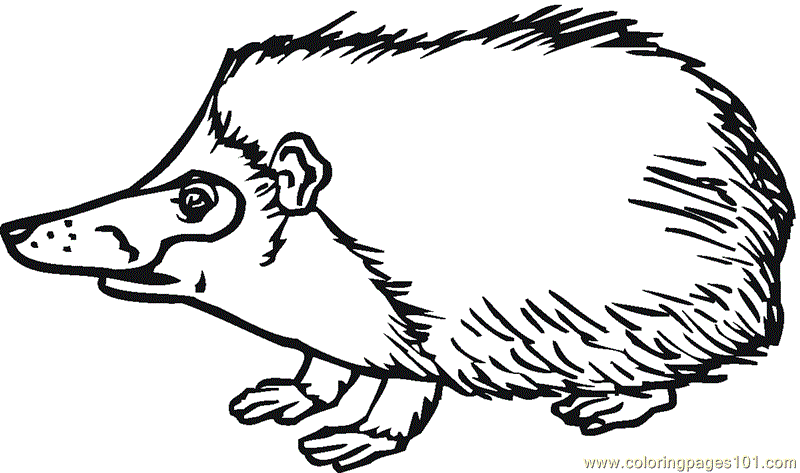 Hedgehog For Kids Coloring Page