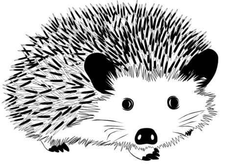 Hedgehog Free Printable Coloring Page