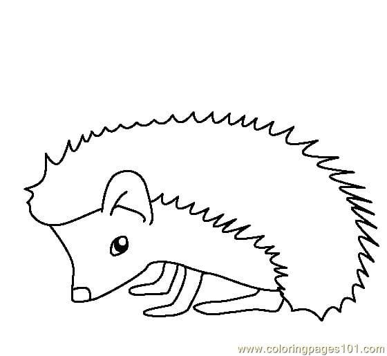 Hedgehog Frintable Free Coloring Page