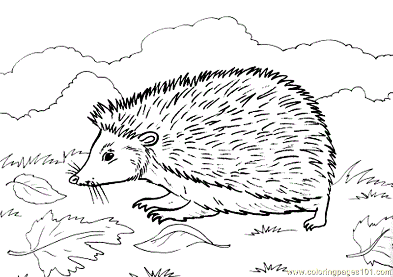 Hedgehog Image For Children Coloring Page