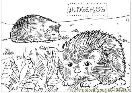 Hedgehog Image Free Printable Coloring Page