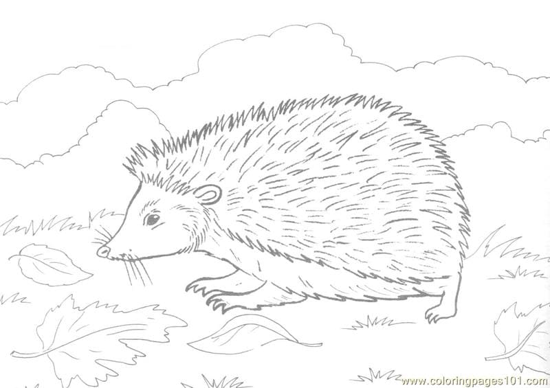 Hedgehog On Grass Coloring Page Coloring Page
