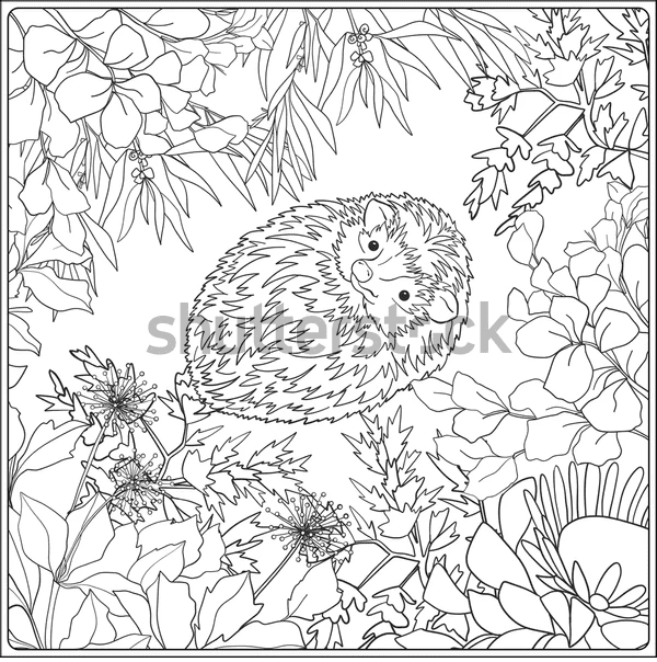 Hedgehog Picture Free Printable Coloring Page