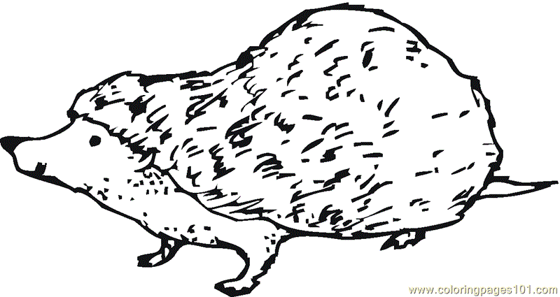 Hedgehog Printable Free Image Coloring Page