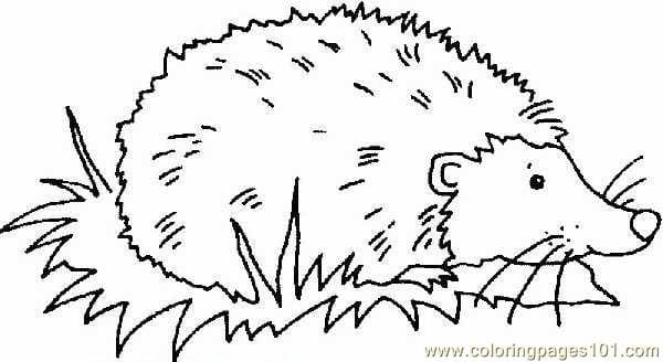 Hedgehog To Print For Kids Coloring Page