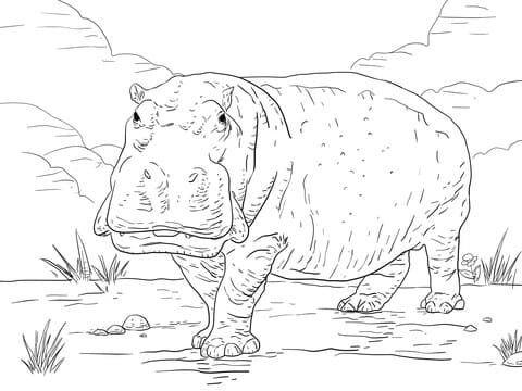 Hippo Coloring Free Coloring Page