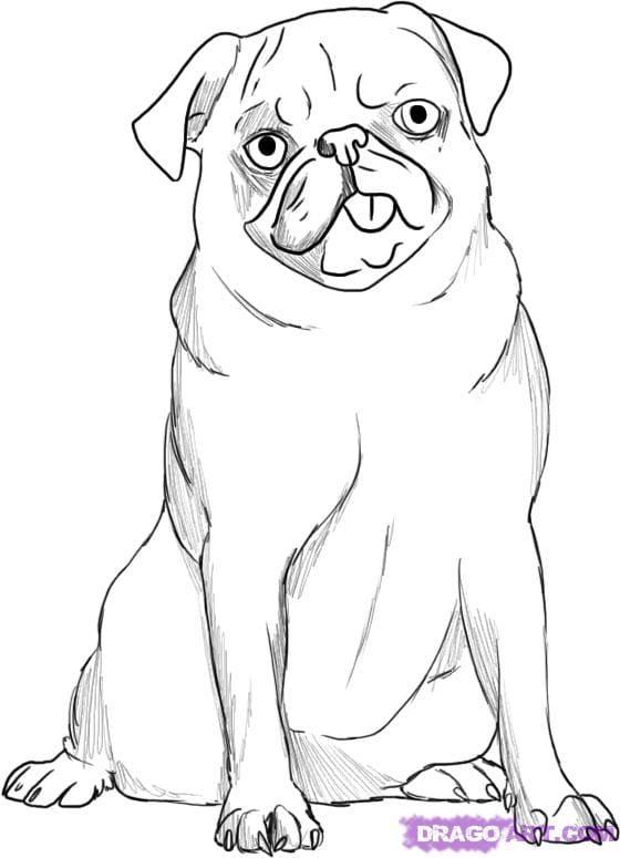 How to Draw a Baby Pug Dog Coloring Page