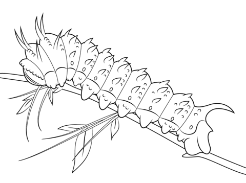 Hubbards Silkmoth Caterpillar Printable Coloring Page