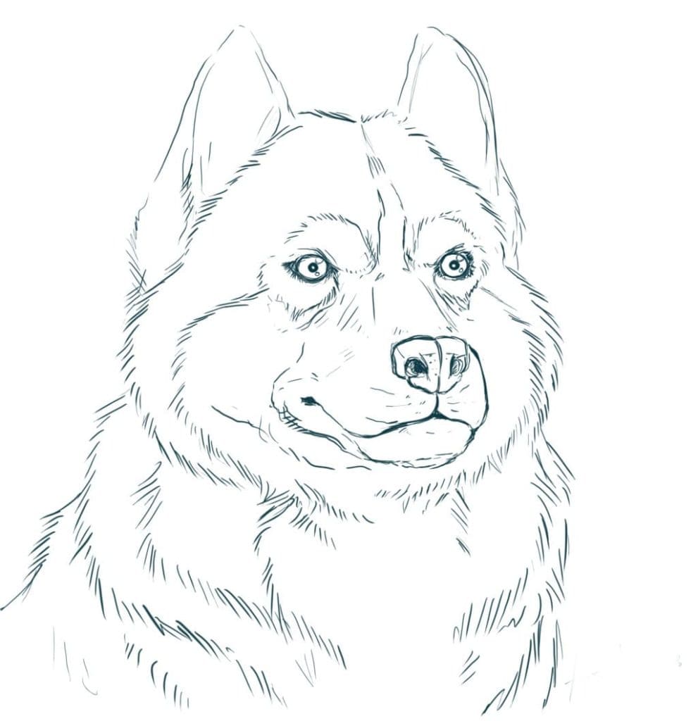 Free Printable Husky Face Coloring Pages